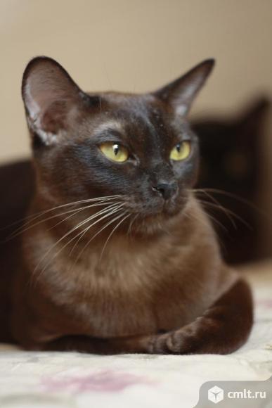 Бурманская кошка. Фото 1.