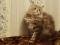 Продается шаотландский длинношерстный котик. Фото 2.