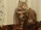 Продается шаотландский длинношерстный котик. Фото 3.