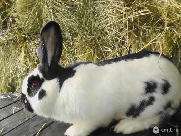 Немецкий пестрый великан (Строкач). Фото 1.