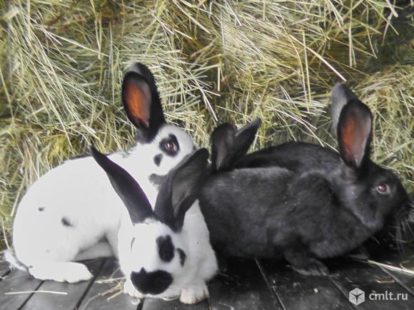 Немецкий пестрый великан (Строкач). Фото 6.