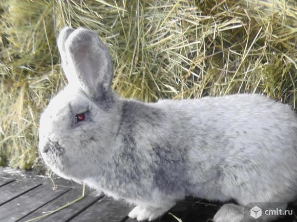 Кролики Белый великан,БСС. Фото 1.