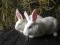 Кролики Белый великан,БСС. Фото 6.