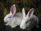 Кролики Белый великан,БСС. Фото 7.