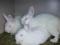 Кролики Белый великан,БСС. Фото 8.