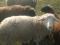 Овцы скотные и баран-производитель. Фото 1.