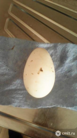 Инкубационные Гусиное яйцо. Фото 1.