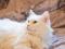 Белая пушистая кошка в дар. Фото 1.