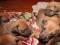 Щенки родезийского риджбека. Фото 2.