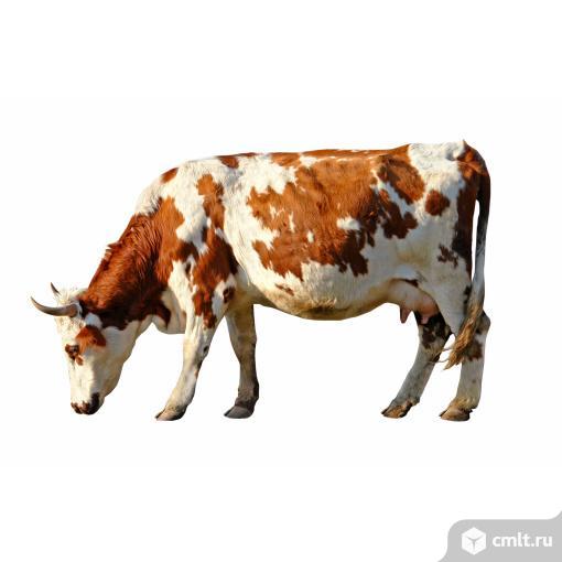 Корова. Фото 1.