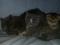 Чистокровные шотландские вислоухие котята. Фото 6.
