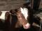 Бычок 1,5 месяца с коровой голштинкой. Фото 3.