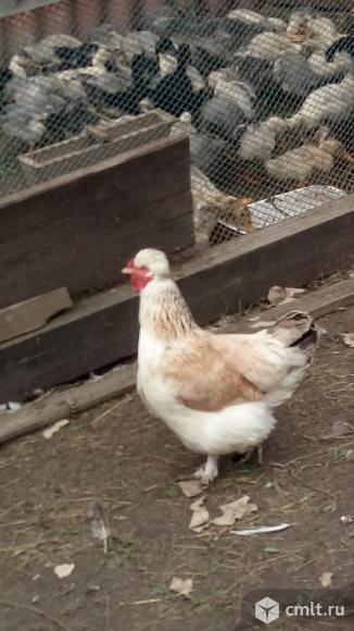 Сельский туризм с баней на дровах на пруду. Фото 8.