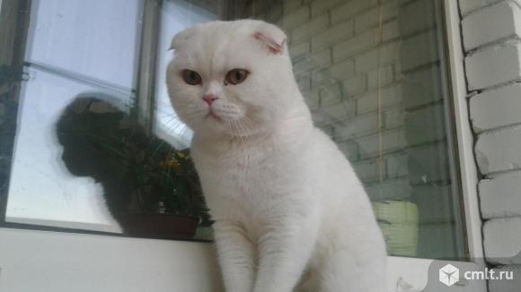 Белый кот для вязки. Фото 1.