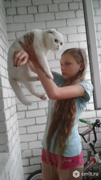 Белый кот для вязки. Фото 4.