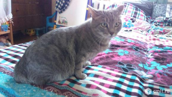 Отдам собаку в хорошие руки в воронеже. Отдам в добрые руки в воронеже. Щенки воронеж. Потеряшки во владимире кошки. Пинчер щенок помесь.