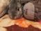 Вязка вислоухий баран кролик декоративный карликовый. Фото 5.