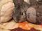 Вязка вислоухий баран кролик декоративный карликовый. Фото 6.