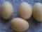 Продаю Инкубационные яйцо мускатной утки. Фото 2.