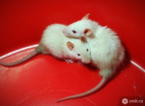 Крысята Мальчики. Фото 1.