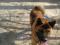 Собака Американская Акита гуляет по Тепличному. Фото 1.