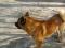 Собака Американская Акита гуляет по Тепличному. Фото 2.