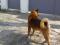 Собака Американская Акита гуляет по Тепличному. Фото 3.