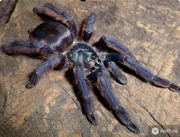 Пауки птицееды. Фото 2.