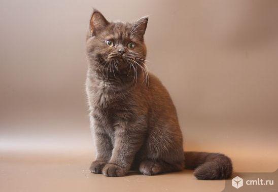 Продам шотландского котенка. Фото 1.