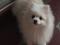 Шпица померанского кобель айс-кремовый для вязки. Фото 2.