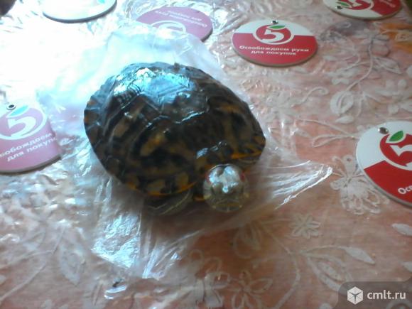 Черепаха морская красноухая, 1 год, 2 тыс. р. Торг. Фото 1.