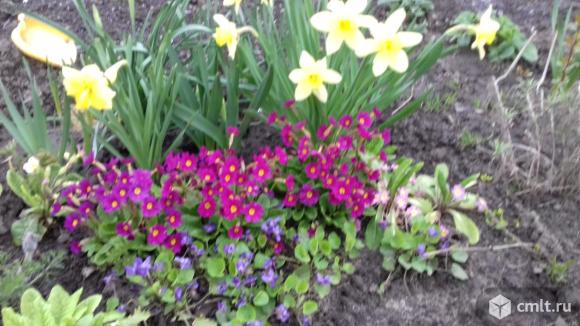 Многолетние цветы. Фото 1.