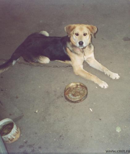 Пропала собака!. Фото 1.