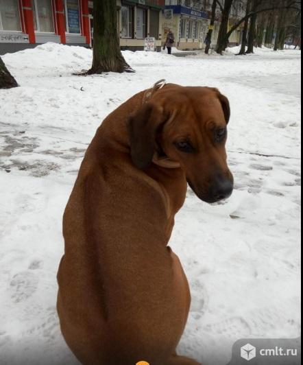 Родезийский риджбек. Фото 1.