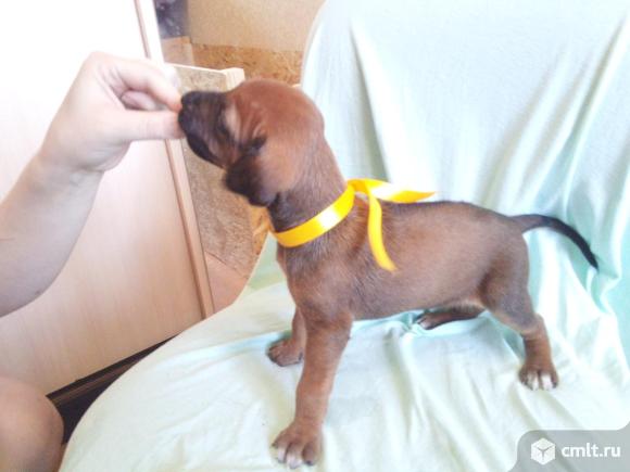 Родезийский риджбек. Фото 5.