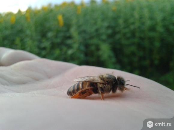 Продаются пчелосемьи. Фото 1.