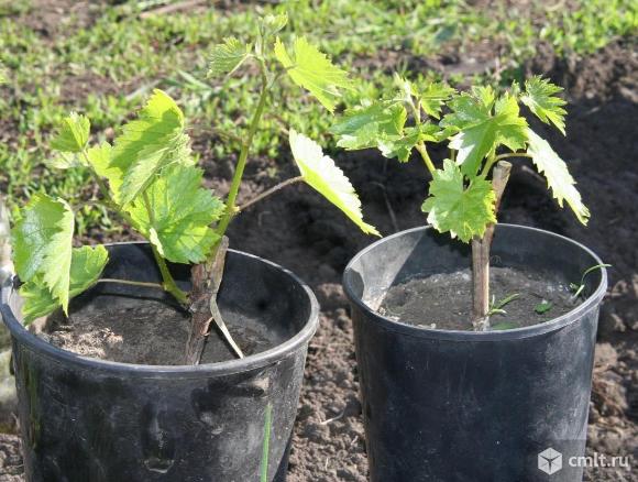 Саженцы винограда для Воронежа:  3-х летние, 2-х летние, однолетние. Только проверенные сорта! 100%. Фото 1.