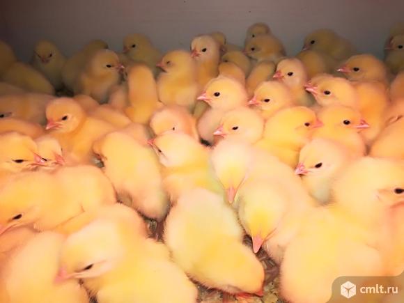 Цыплята, утята, индюшата, гусята молодняк и инкубационное яйцо. Фото 1.