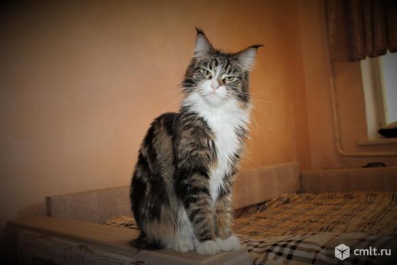 Продаётся кошечка мейн кун. Фото 7.