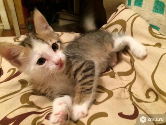 Персидские котята* в добрые надёжные руки!. Фото 8.