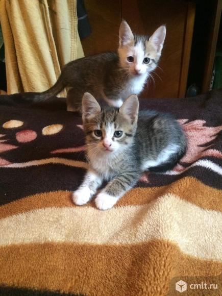 Персидские котята* в добрые надёжные руки!. Фото 1.