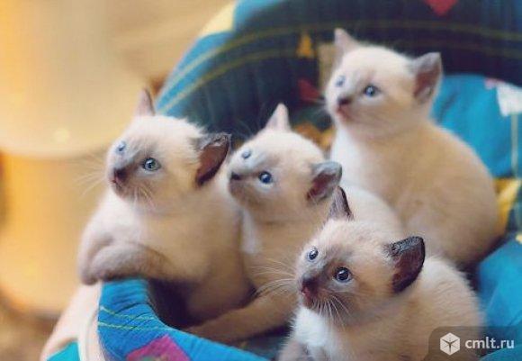 Продам чистокровных сиамских котят. Фото 1.