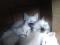 Сиамские 1.5месячные котики. Фото 2.