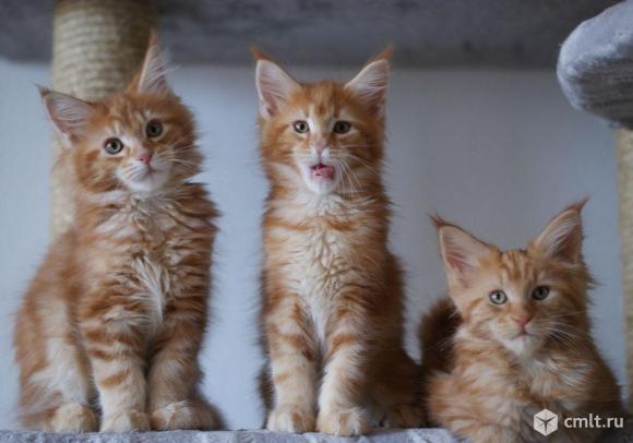 Как выглядят котята мейн куна фото Продам котят мейнкун - Воронеж - Доска объявлений Камелот