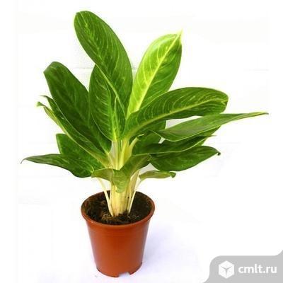 Филодендрон голди лок. Фото 1.