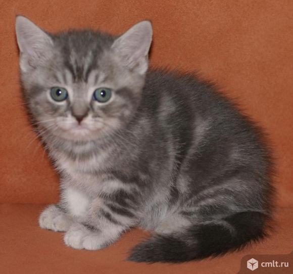 Как выглядит шотландский прямоухий кот