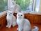 Котята британская серебристая шиншилла. Фото 5.