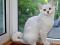 Котята британская серебристая шиншилла. Фото 1.