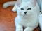 Котята британская серебристая шиншилла. Фото 2.