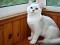 Котята британская серебристая шиншилла. Фото 3.